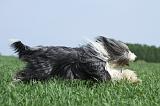 BEARDED COLLIE 248